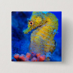 Bright Seahorse Hippocampus 15 Cm Square Badge