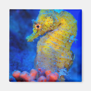 Bright Seahorse   Hippocampus Magnet