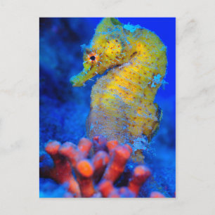 Bright Seahorse Hippocampus Postcard
