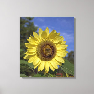Bright summer yellow sunflower in blue sky canvas print