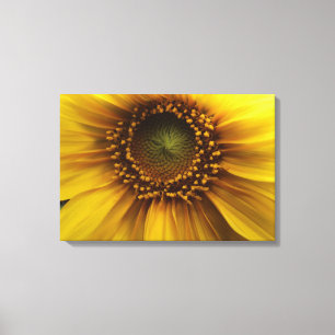 Bright Sun Canvas Print