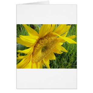 Bright sunflower
