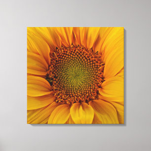 Bright Sunflower Canvas Print