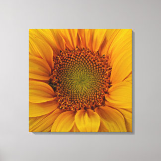 Bright Sunflower Canvas Print