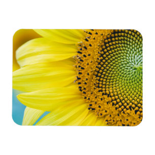 Bright Sunflower Magnet