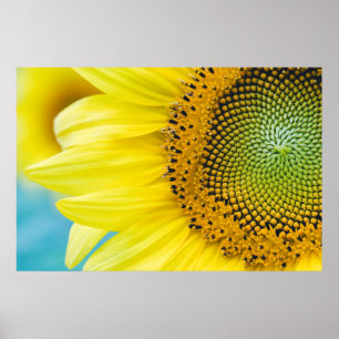 Bright Sunflower Poster