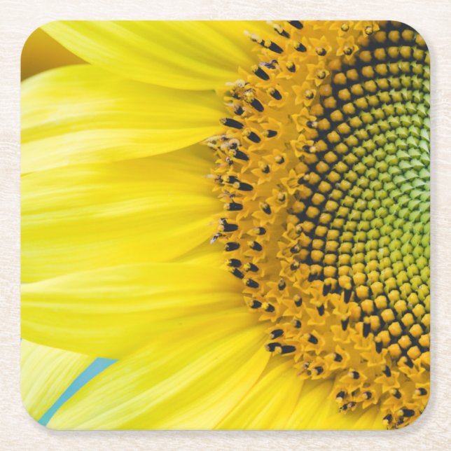 Bright Sunflower Square Paper Coaster (Front)