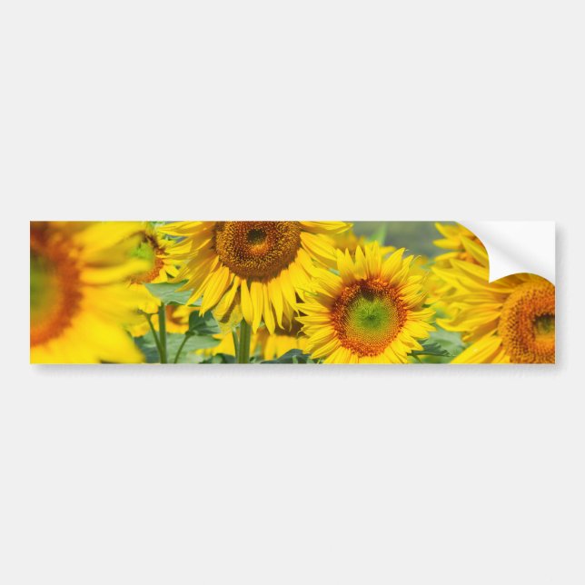 Bright sunflowers bumper sticker (Front)