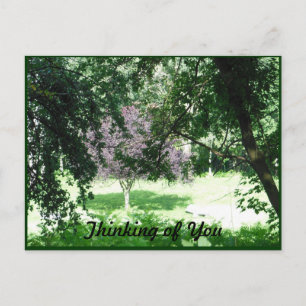Bright Sunshine Trees Thinking Of You Postcard