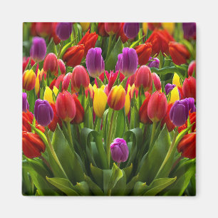 Bright Tulips Magnet