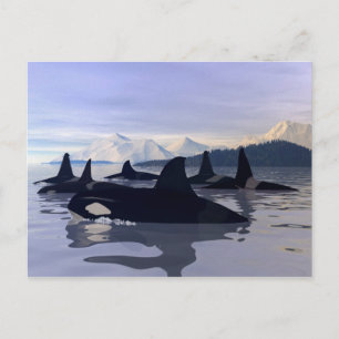 Bright Water Orca Postcard