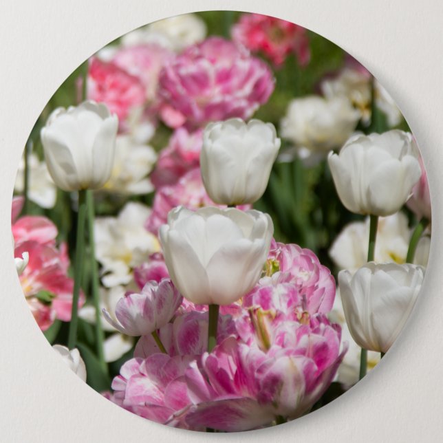Bright white and pink tulips on a sunny day  6 cm round badge (Front)