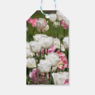 Bright white and pink tulips on a sunny day  gift tags