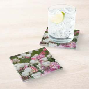 Bright white and pink tulips on a sunny day glass coaster