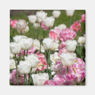 Bright white and pink tulips on a sunny day magnet