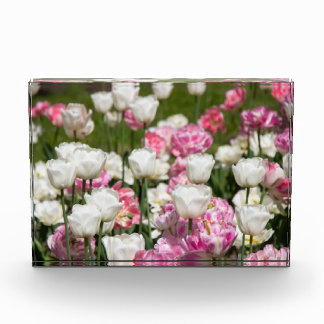 Bright white and pink tulips on a sunny day  photo block