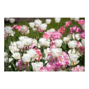 Bright white and pink tulips on a sunny day photo print