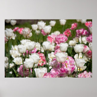 Bright white and pink tulips on a sunny day poster