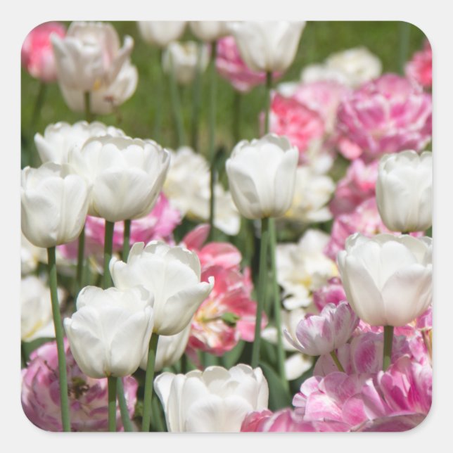 Bright white and pink tulips on a sunny day   square sticker (Front)