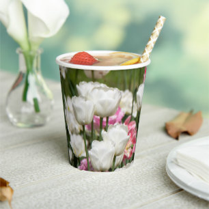 Bright white and pink tulips on a sunny paper cups
