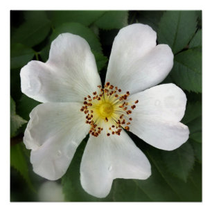 bright white flower poster