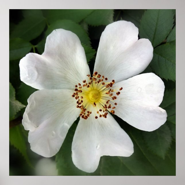 bright white flower poster (Front)