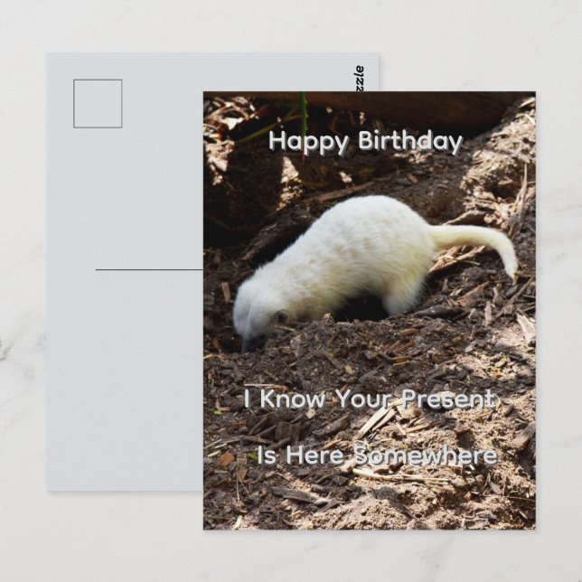 Bright White Meerkat Digging, Birthday Postcard (Front/Back)
