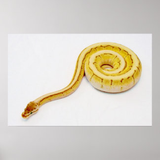 Bright Yellow Ball Python Poster