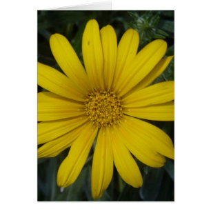 bright yellow flower