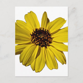 Bright Yellow Flower, Daisy Postcard