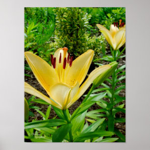 Bright Yellow Lilies Poster