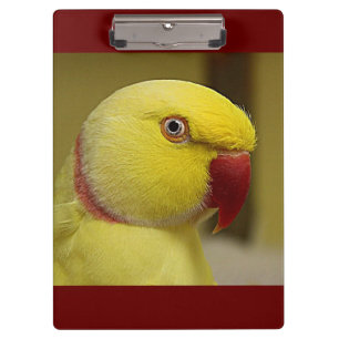 Bright Yellow Lutino Indian Ringneck Parrot Clipboard