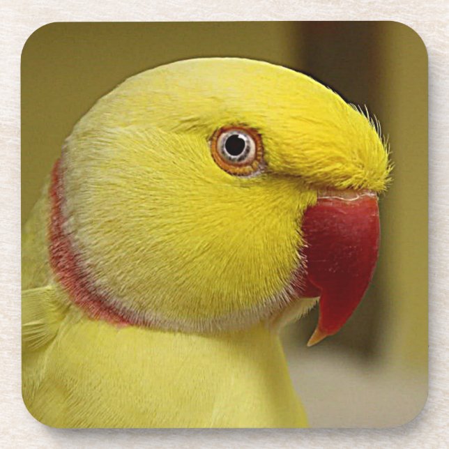 Bright Yellow Lutino Indian Ringneck Parrot Coaster (Front)