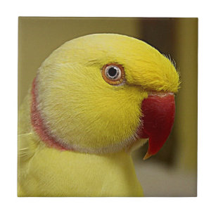 Bright Yellow Lutino Indian Ringneck Parrot Tile