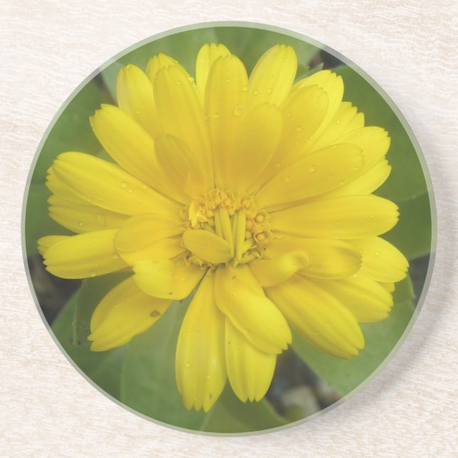Bright Yellow Marigold Coasters (Front)