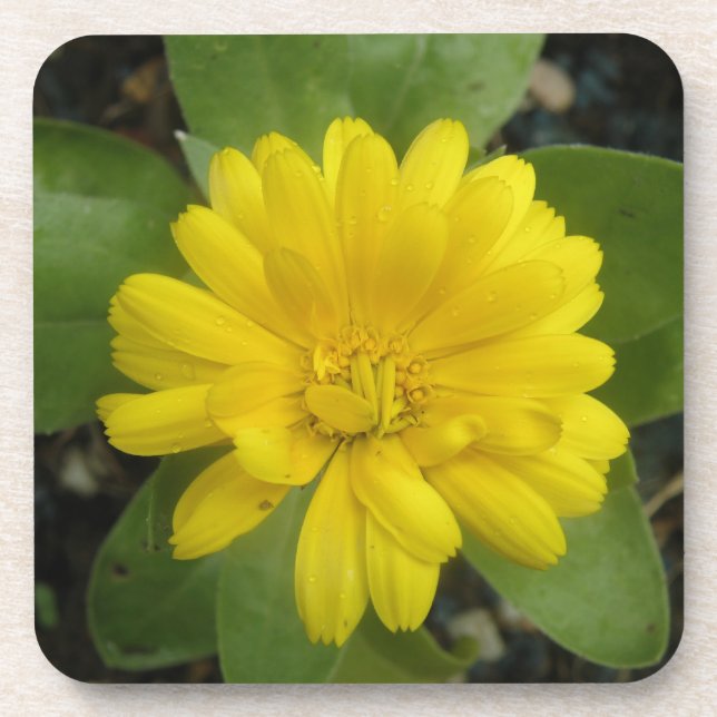 Bright Yellow Marigold Cork Coaster (Front)