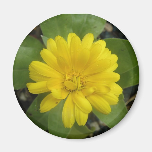 Bright Yellow Marigold Magnet (Front)