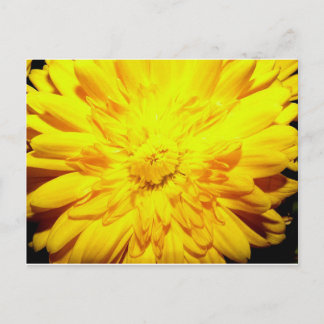 Bright Yellow Mum postcard