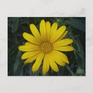 bright yellow postcard