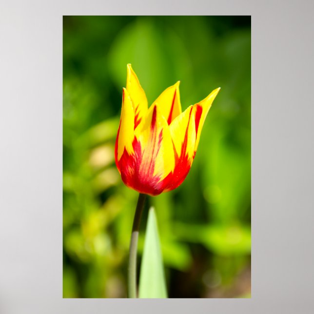 Bright yellow-red tulip Photo Poster (Front)