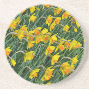 Bright yellow spring daffodils garden coaster