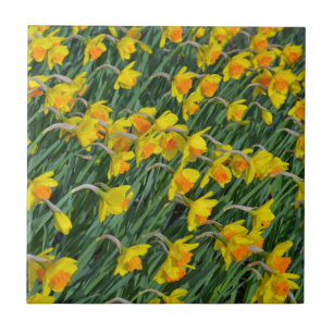 Bright yellow spring daffodils garden tile