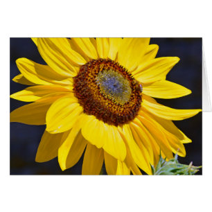 Bright yellow sunflower