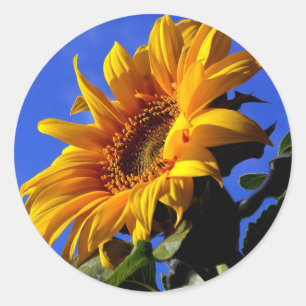 Bright Yellow Sunflower Classic Round Sticker