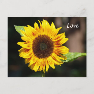 Bright Yellow Sunflower Postcard