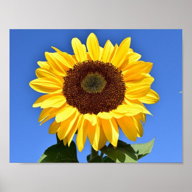 Bright yellow sunflower poster (Front)