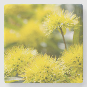 Bright Yellow Wattle Tree Stone Coaster