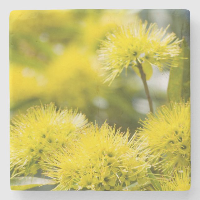 Bright Yellow Wattle Tree Stone Coaster (Front)