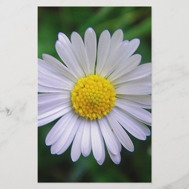 Bright yellow-white daisy stationery (Front)