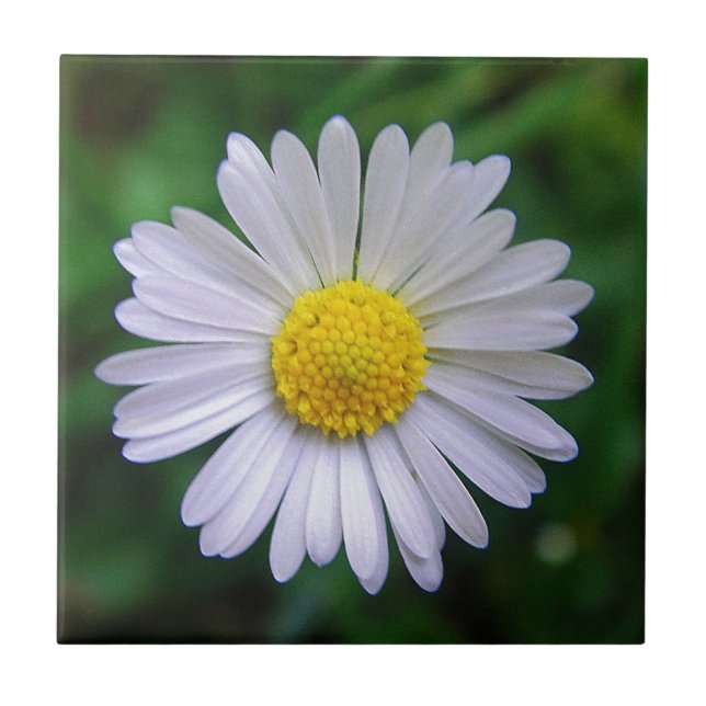 Bright yellow-white daisy tile (Front)